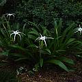Hymenocallis 'Tropical Giant', Jay Yourch