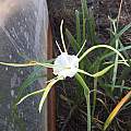 Hymenocallis henryae var. glaucifolia, Charles Hunter