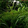 Hymenocallis maximillianii blooming plant, Jay Yourch