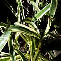 variegated Hymenocallis in Australia, Brad M