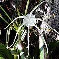 variegated Hymenocallis in Australia, Brad M