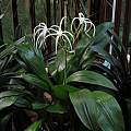 Hymenocallis tubiflora flowering plant, Jay Yourch