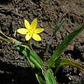 Hypoxis argentea, Gaika's Kop, Mary Sue Ittner [Shift+click to enlarge, Click to go to wiki entry]