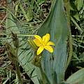 Hypoxis costata, Naude's Nek, Bob Rutemoeller [Shift+click to enlarge, Click to go to wiki entry]