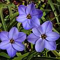 Ipheion 'Rolf Fiedler', Jay Yourch