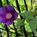 Ipomoea pubescens