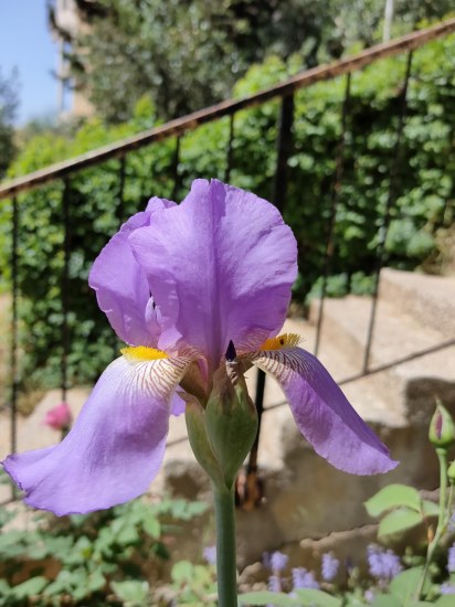 Garden Bearded Irises | Pacific Bulb Society