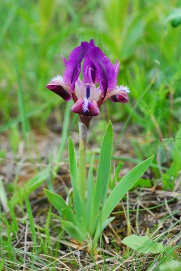 Garden Bearded Irises | Pacific Bulb Society