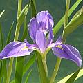 Iris virginica var. shrevei, Lee Poulsen [Shift+click to enlarge, Click to go to wiki entry]