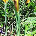 Iris 'Bronze Beauty', Jim McKenney [Shift+click to enlarge, Click to go to wiki entry]