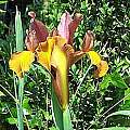 Iris &#039;Bronze Beauty&#039;, Jim McKenney [Shift+click to enlarge, Click to go to wiki entry]
