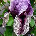 Iris &#039;Dardanus&#039;, Jim McKenney [Shift+click to enlarge, Click to go to wiki entry]
