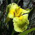 Iris 'Kimboshi', Mary Sue Ittner