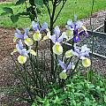 Iris 'Oriental Beauty', Mark McDonough [Shift+click to enlarge, Click to go to wiki entry]