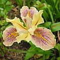 Iris seedling from tall yellow seed, Kathleen Sayce's garden, photo by Mary Sue Ittner