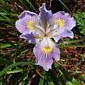 Iris seedling from Debby Cole mixed seed, Kathleen Sayce's garden, photo by Mary Sue Ittner
