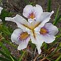 Iris hybrid from Richard Richards, Kathleen Sayce's garden, photo by Mary Sue Ittner