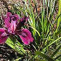 Pacific Coast Iris hybrid, Mary Sue Ittner