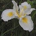 Pacific Coast Iris hybrid, Mary Sue Ittner
