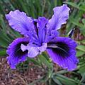 Pacific Coast Iris hybrid, Bob Rutemoeller