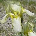Iris × flavescens, Dennis Kramb