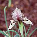 Iris acutiloba ssp. lineolata, John Lonsdale