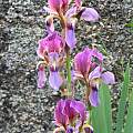 Iris albertii