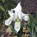 Iris × albicans, John Lonsdale