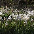 Iris albicans, John Lonsdale