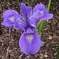 Pacific Coast Iris hybrid', Mary Sue Ittner