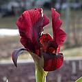 Iris atropurpurea, John Lonsdale [Shift+click to enlarge, Click to go to wiki entry]