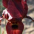 Iris atropurpurea, Shlomit Heymann