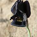 Iris atropurpurea, Shlomit Heymann