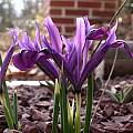 Iris reticulata var. bakeriana, John Lonsdale