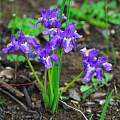 Iris barbatula, Oron Peri