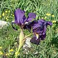 Iris bicapitata, Angelo Porcelli [Shift+click to enlarge, Click to go to wiki entry]