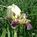 Iris bicapitata, Angelo Porcelli
