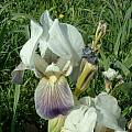 Iris bicapitata, Angelo Porcelli