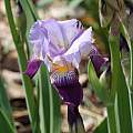 Iris bicapitata, John Lonsdale
