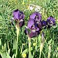 Iris bicapitata, Angelo Porcelli