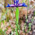 Iris boissieri, Fernando Romão, iNaturalist, CC BY-NC [Shift+click to enlarge, Click to go to wiki entry]