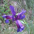 Iris boissieri, max_hof_mann, iNaturalist, CC BY-NC [Shift+click to enlarge, Click to go to wiki entry]