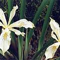 Iris bracteata, Paige Woodward [Shift+click to enlarge, Click to go to wiki entry]