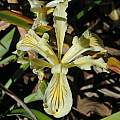Iris bracteata, Tilden Botanic Garden, Bob Rutemoeller