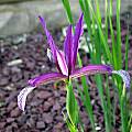 Iris sintenisii ssp. brandzae, John Lonsdale