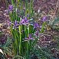 Iris sintenisii ssp. brandzae, John Lonsdale