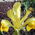 Iris bucharica 'Duschanbe', John Lonsdale [Shift+click to enlarge, Click to go to wiki entry]
