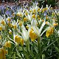 Iris bucharica bicolored form, John Lonsdale