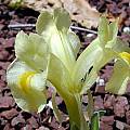 Iris caucasica, John Lonsdale