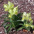 Iris caucasica, John Lonsdale